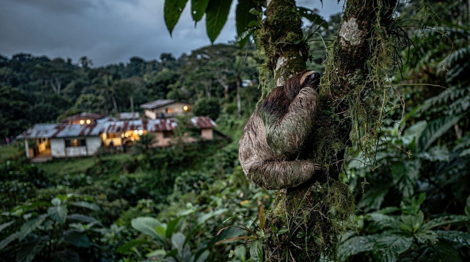 Was es wirklich bedeutet, in La Fortuna ein Faultier zu sehen