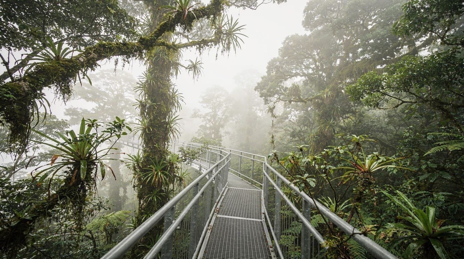 Sky Walk y Sky Tram Monteverde: puentes colgantes en el bosque nuboso