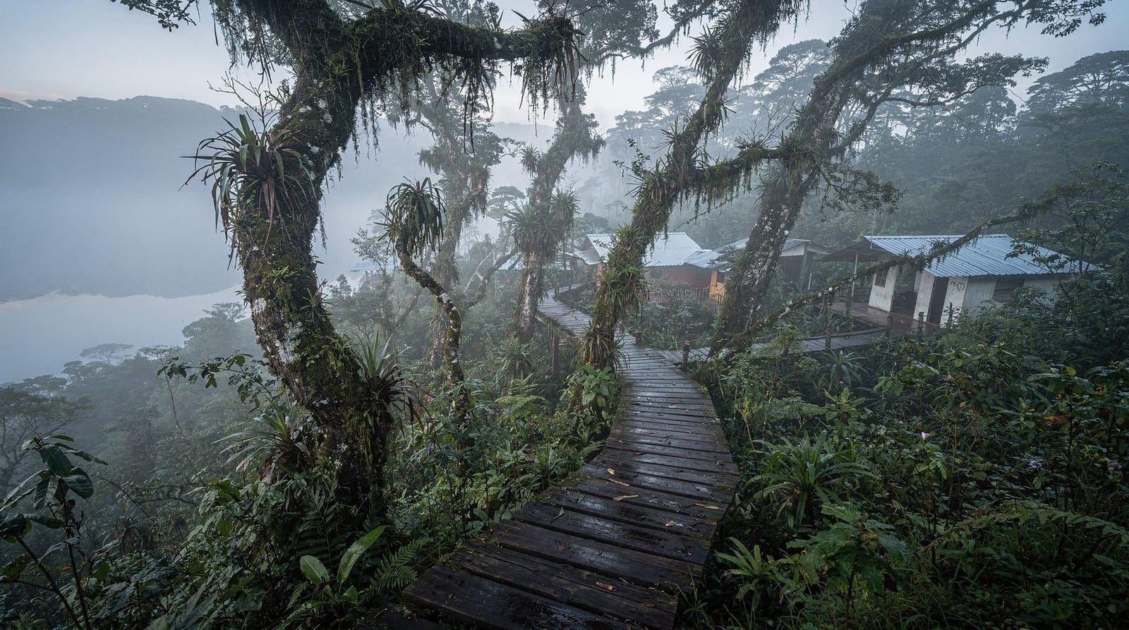 Curi-Cancha y Selvatura: las reservas de vida silvestre de Monteverde