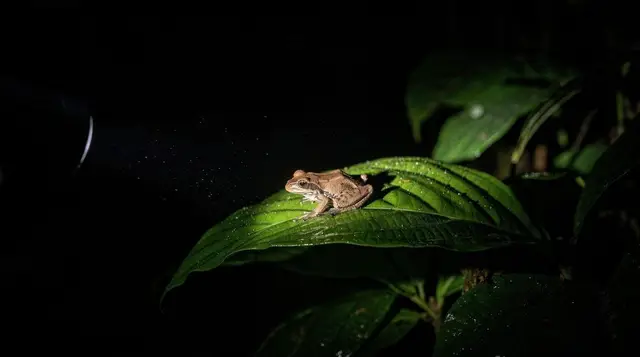 Bioluminescent Mushrooms and Fluorescent Scorpions in La Fortuna