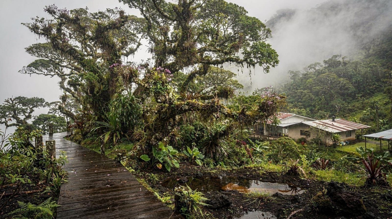 Las reservas de bosque nuboso de Monteverde, comparadas
