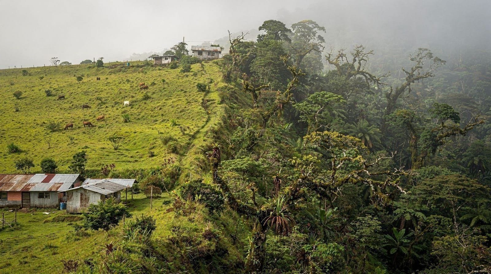 Una excursión de un día a Monteverde desde La Fortuna: qué obtienes en realidad