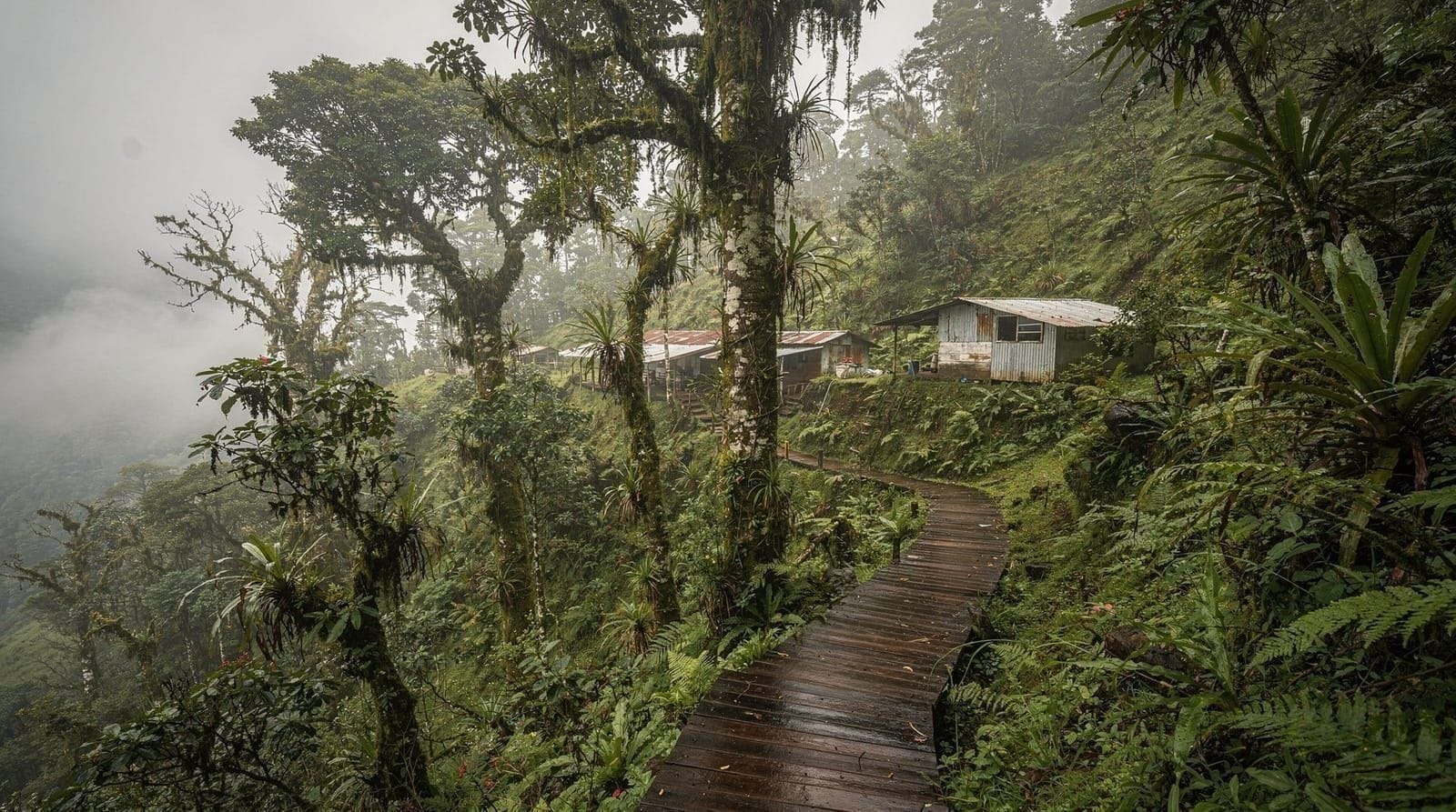 Reserva Bosque Nuboso Santa Elena: la guía completa